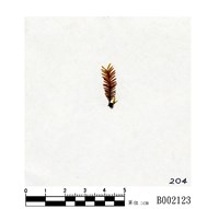 藏品(大鳳尾苔)的圖片